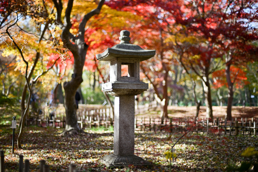 神代植物公園【かえで園(園内の眺め)】③20251130