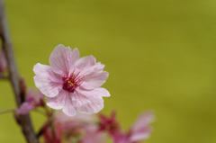 【本牧山頂公園(横浜緋桜)】④20150328