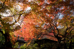 京都紅葉狩り【常寂光寺：紅葉】②20201122