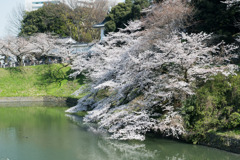 【千鳥ヶ淵緑道の桜】③20200326