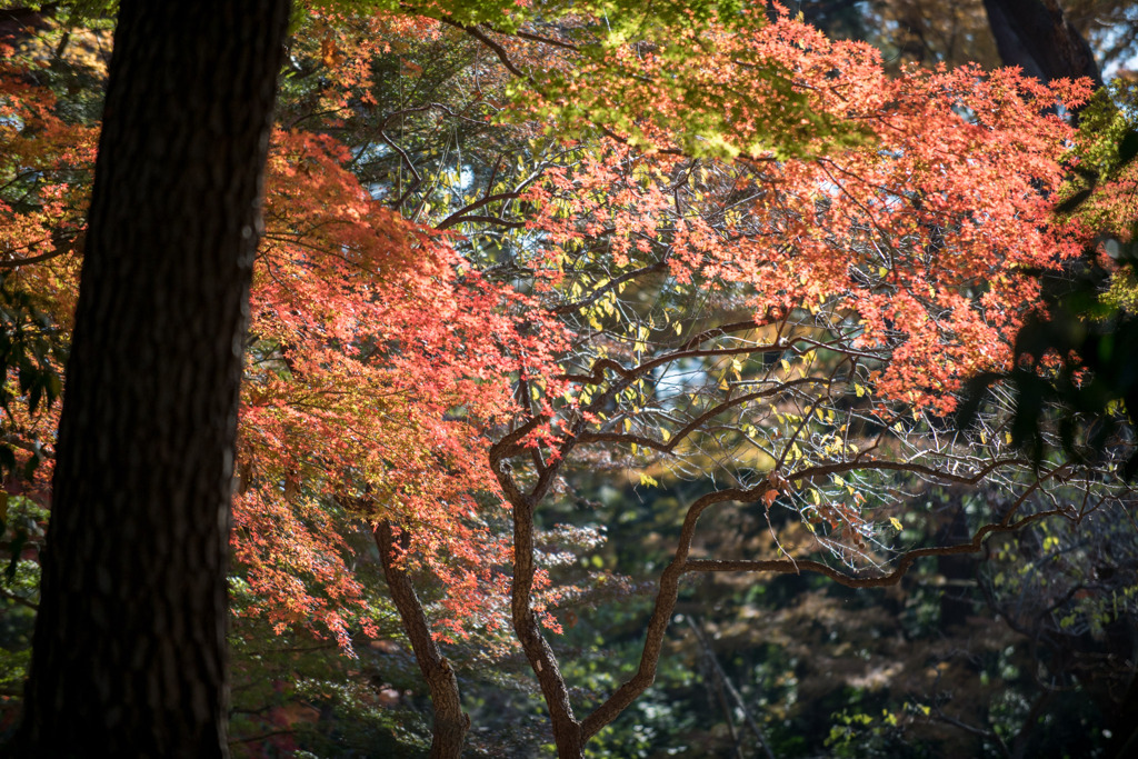 新宿御苑【もみじ山近辺の紅葉】②20191225