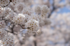 19新宿御苑【桜：高遠小彼岸】③20170402