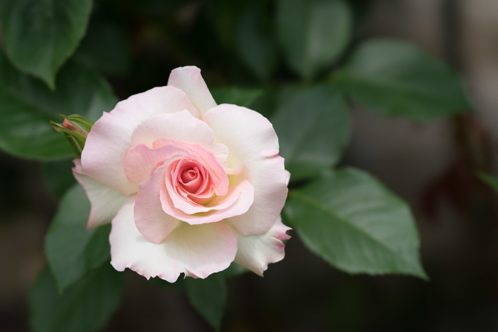 大船植物園【薔薇：マチルダ】①20170518