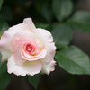 大船植物園【薔薇：マチルダ】①20170518