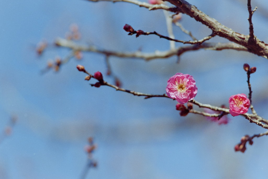 府中市郷土の森博物館【八重寒紅：銀塩】20190105