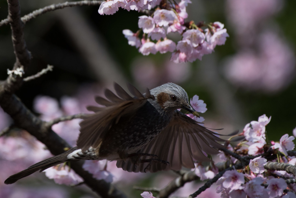 薬師池公園の野鳥【ヒヨドリ】20180318