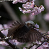 薬師池公園の野鳥【ヒヨドリ】20180318