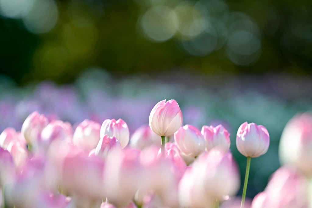 サムエル・コッキング苑【チューリップ：ファーストクラス】②20260106