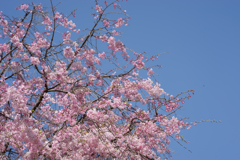 テリタビーズ公園【枝垂れ桜】③20170415