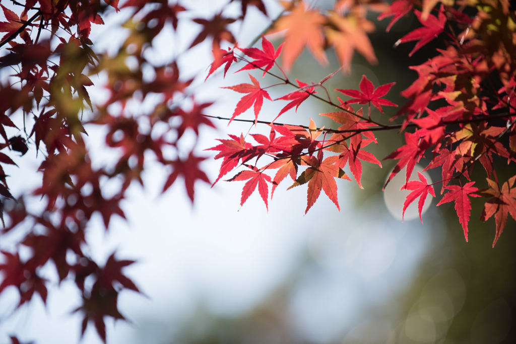 ささぶねの小路【紅葉】⑦20171119
