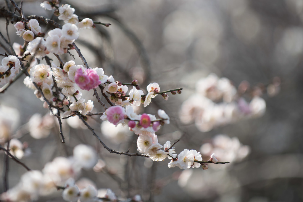 小田原FG【梅：輪違い】②20190224