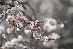 小田原FG【梅：輪違い】②20190224