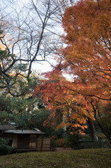 【六義園(六義館跡近辺の紅葉)】②20151212