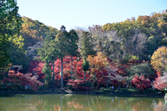 薬師池公園【薬師池と紅葉】①20241130