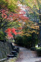 近所の緑道【紅葉：ささぶねの道のモミジ】②20211123