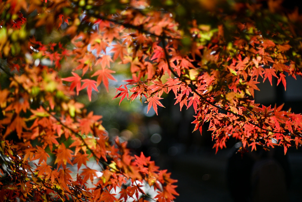 九品仏浄真寺【紅葉のアップ】④20241206