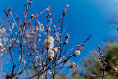 神代植物公園【梅：白難波】②20190126