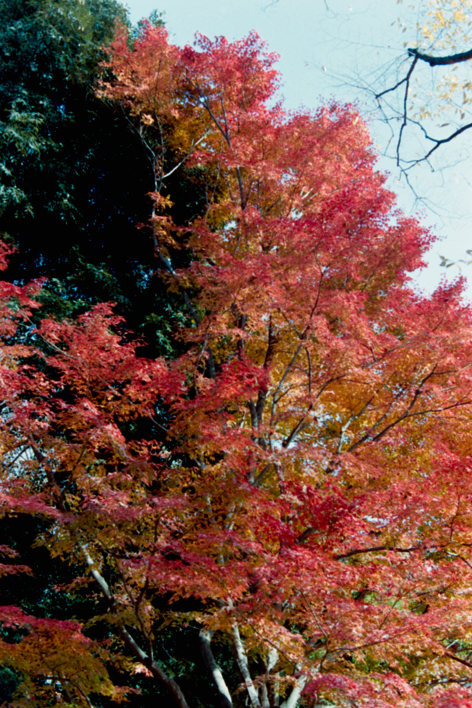 神代植物公園【自由広場の紅葉】⑮20201213
