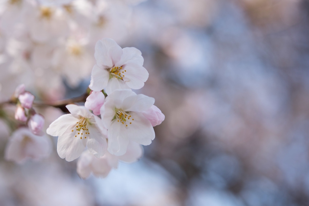 新宿御苑【桜：染井吉野】③20180325