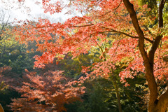 都内紅葉巡り【六義園：千鳥橋付近の紅葉】②20251128