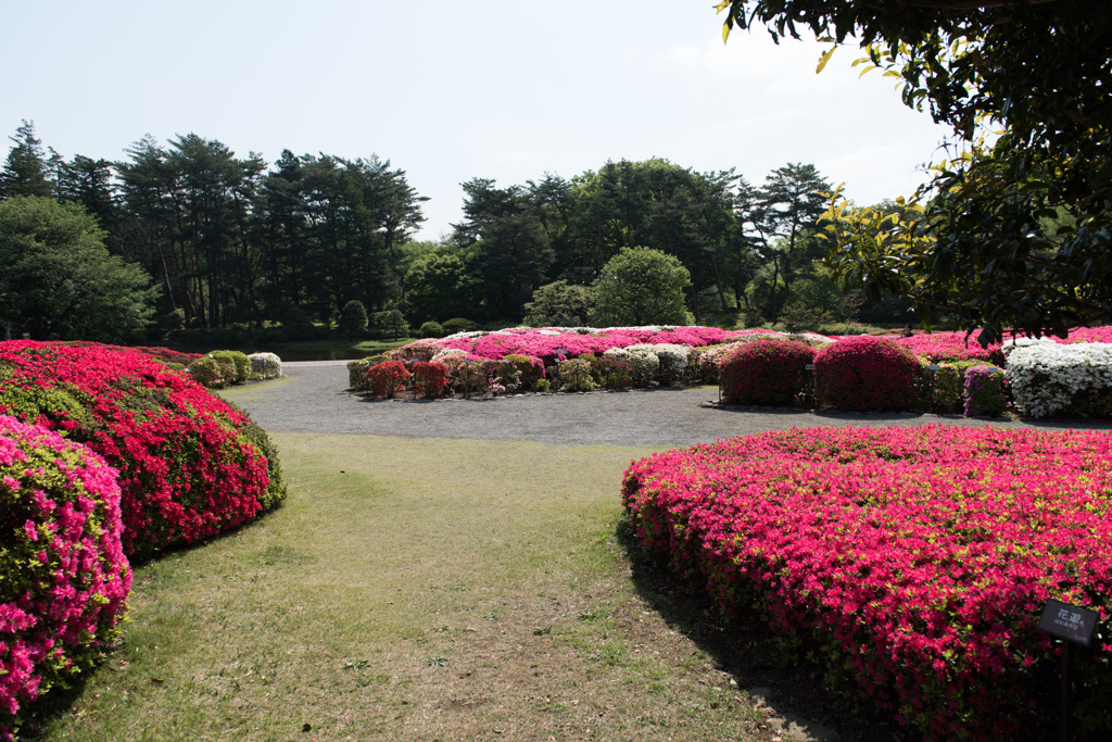 【神代植物公園(ツツジ)】①20150426
