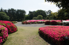 【神代植物公園(ツツジ)】①20150426
