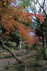 旧古河庭園【日本風の庭園】①20171126