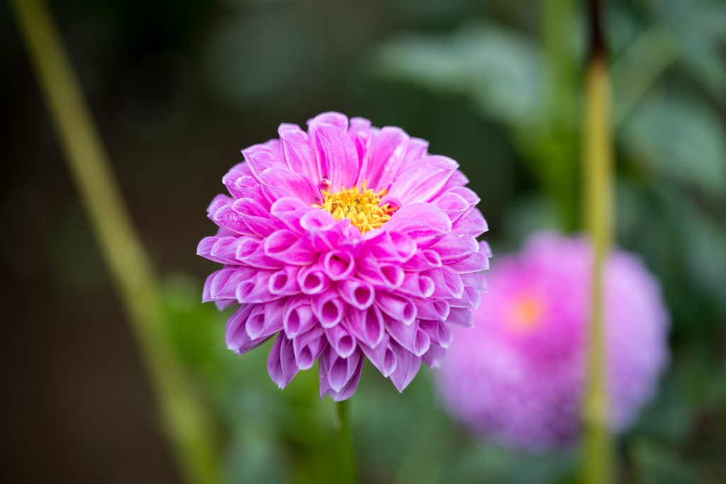 神代植物公園【ダリア：作者管理者番号(16-146)】20211016