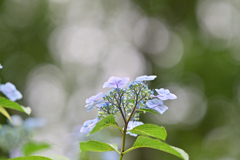 薬師池公園【紫陽花：アジサイ園】⑤20240620