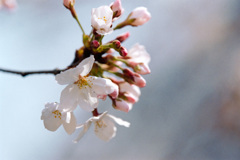 新宿御苑【桜：染井吉野】⑩20210323銀塩NLP