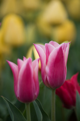 【花菜ガーデン(クラウディア)】①20150404