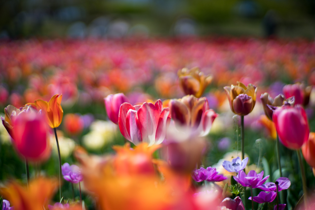 花菜ガーデン【チューリップ：Planar_85mm】⑥20210411