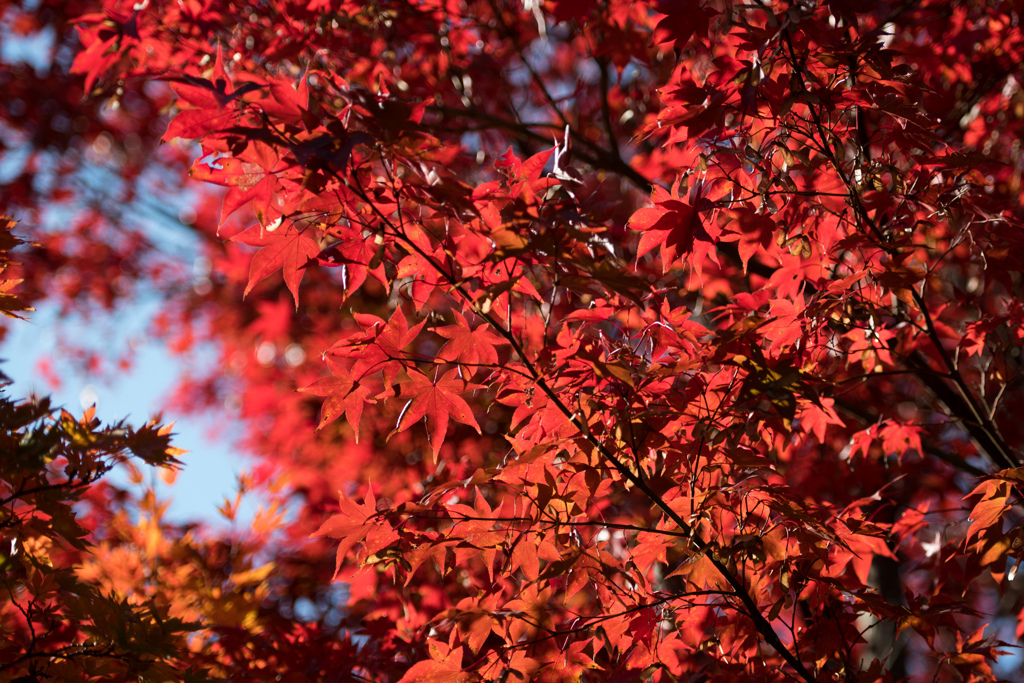 昭和記念公園【日本庭園：周遊道沿いの紅葉】⑥20231124