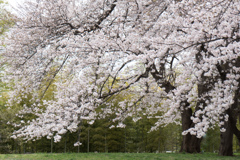 早朝ウォーキング桜巡り【八幡山公園の染井吉野】④20230324