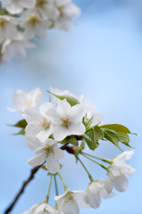 新宿御苑【桜：大島桜】③20230314