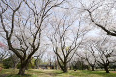 昭和記念公園【花の園の桜林】②20250408