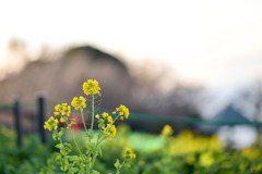 吾妻山公園【菜の花のピックアップ】①20260104