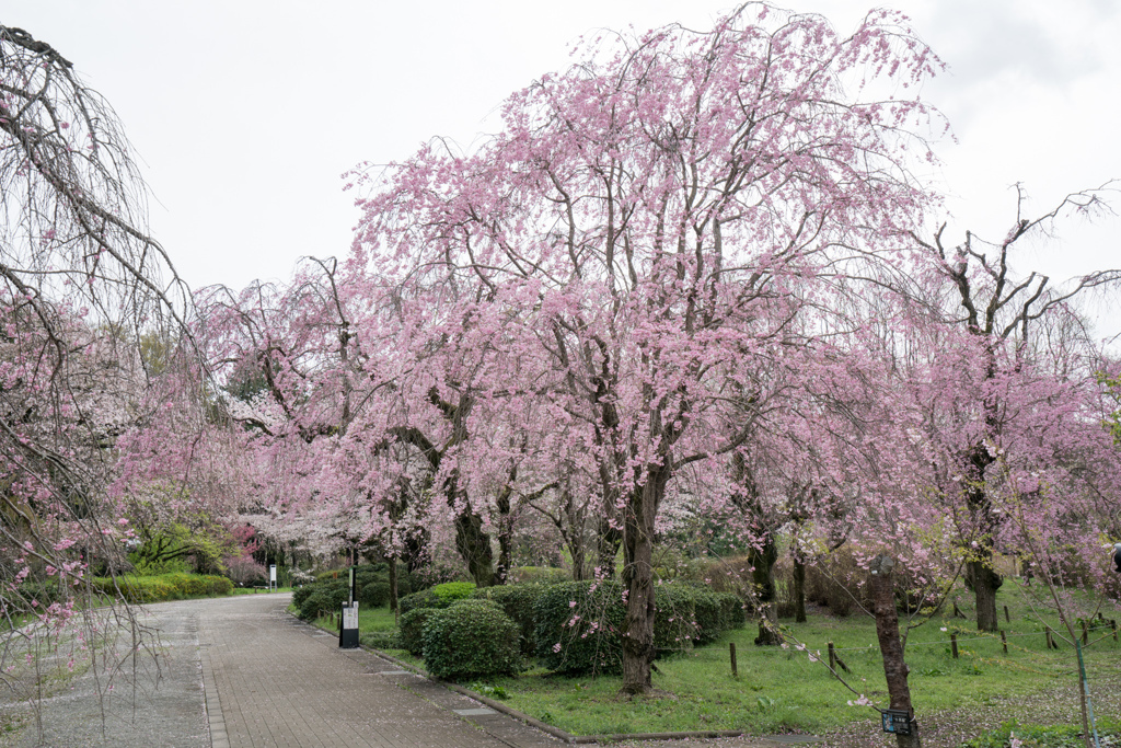 神代植物公園【八重紅枝垂れ桜の遠景】②20230327