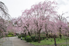 神代植物公園【八重紅枝垂れ桜の遠景】②20230327