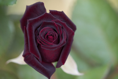 【京成バラ園(薔薇：ブラック・バカラ)】20161023