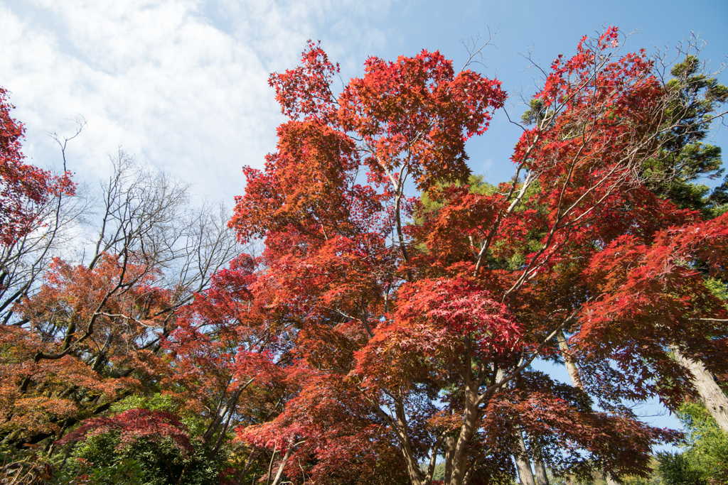 薬師池公園【薬医門への道沿いの紅葉】①20221112