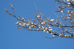 小田原フラワーガーデン【梅：辻村早咲】①20170107