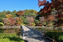 昭和記念公園【日本庭園の紅葉：陽昌・渡月橋付近の眺め】②20251117