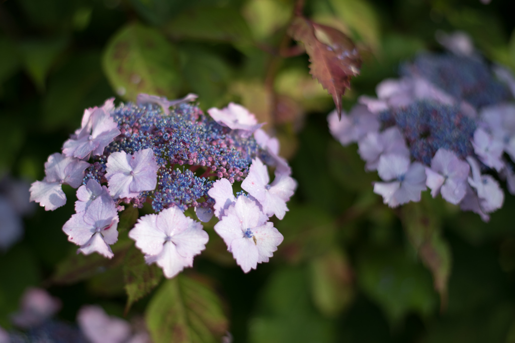 相模原北公園【紫陽花：グリューンヘルツ】20220619