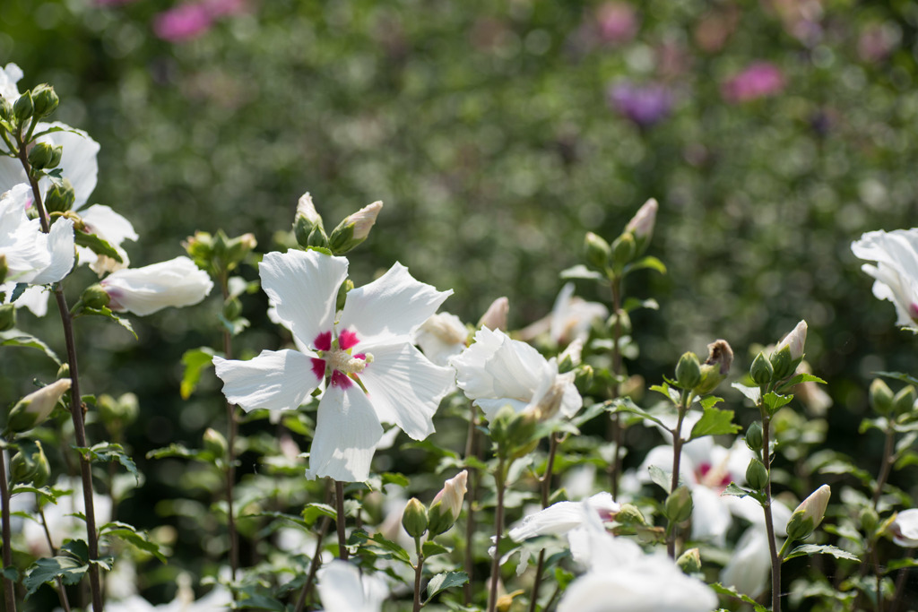 【大船植物園(ムクゲ：レッド・ハート)】①20150802