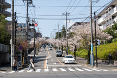 近所のサクラ【桜楽坂の桜並木】④20200402