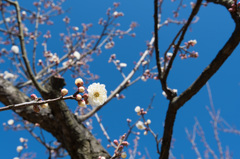 【小田原フラワーガーデン(明星)】①20150214