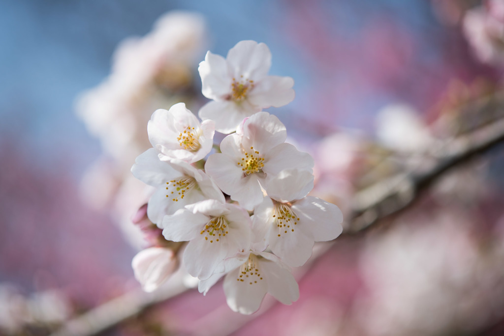 本牧山頂公園【桜：染井吉野】⑦20180324