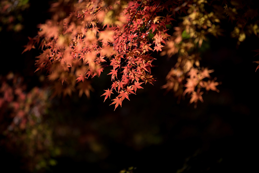 【旧古河庭園の紅葉】⑥20181201