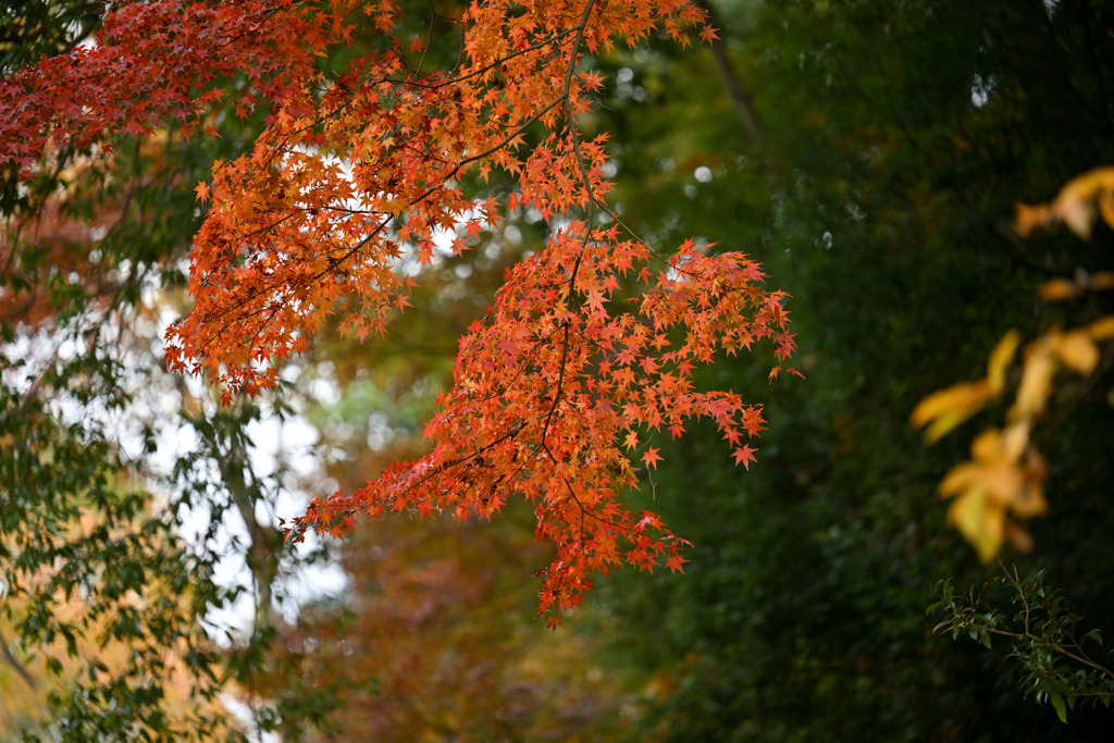 薬師池公園【薬師池と紅葉(アップ)】②20251119
